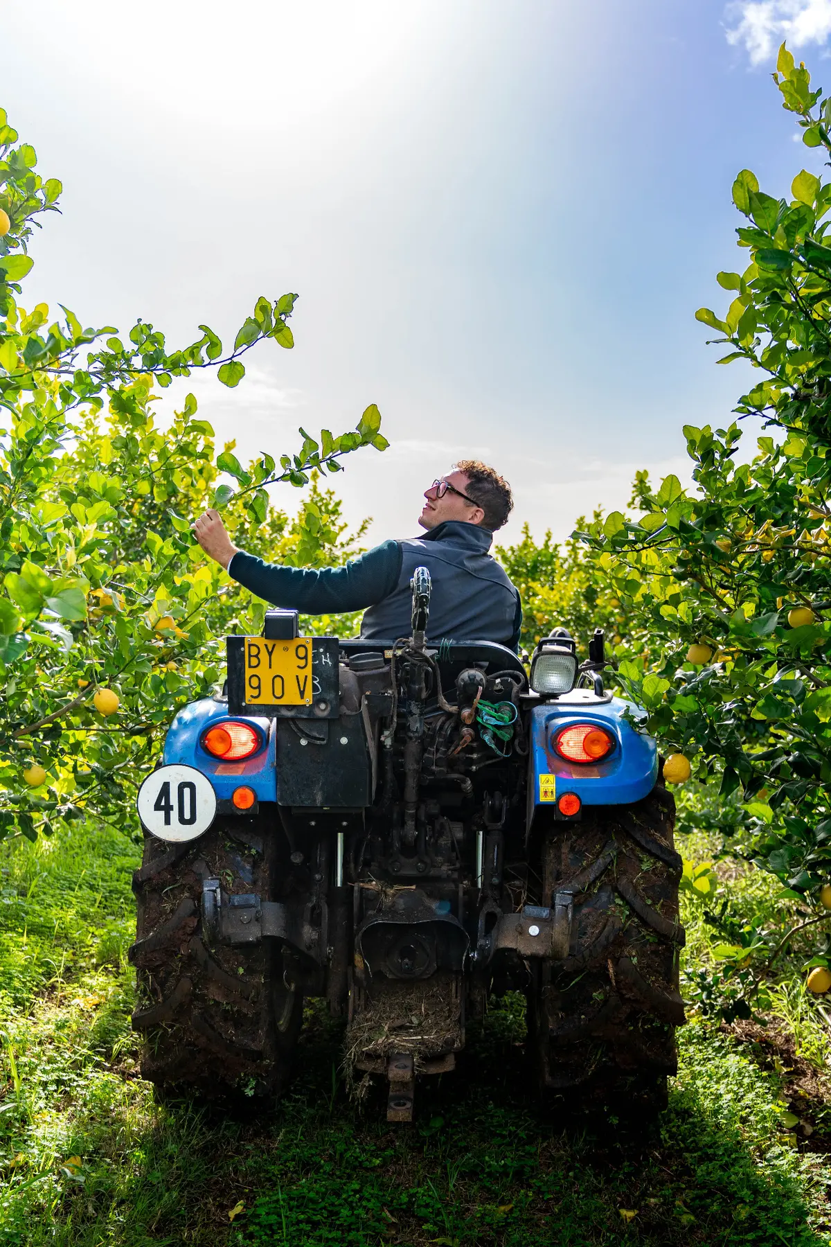 Controllo delle piante di limone